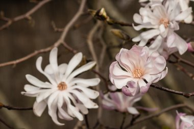 pembe Manolya çiçek