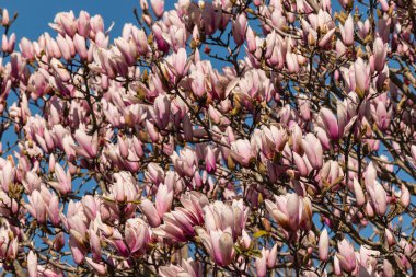 Manolya çiçeği bahar