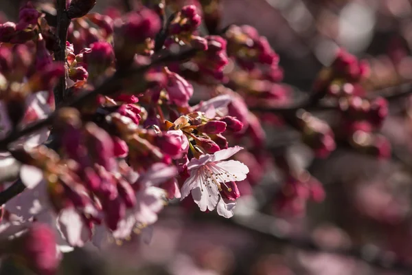 Sakura buds — Stock Photo, Image