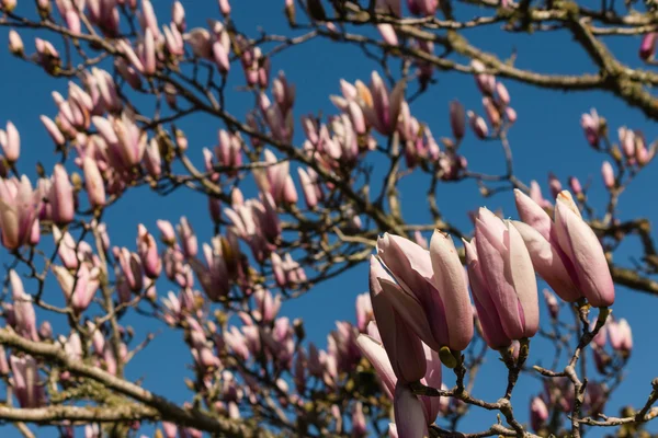 Magnolia mekar di musim semi — Stok Foto