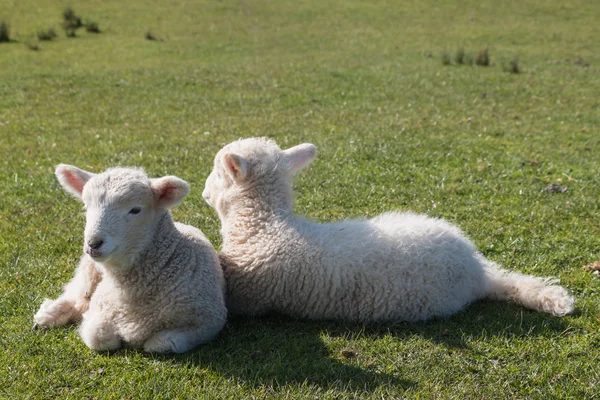 Two newborn lambs resting on grass — Stock Photo, Image