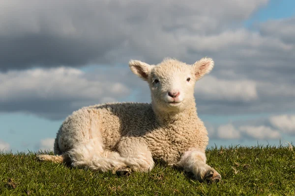 Lämmchen sonnt sich — Stockfoto