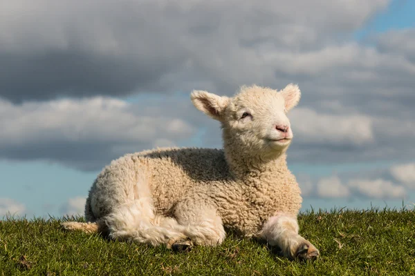 Novorozené jehně, vyhřívající se na trávě — Stock fotografie