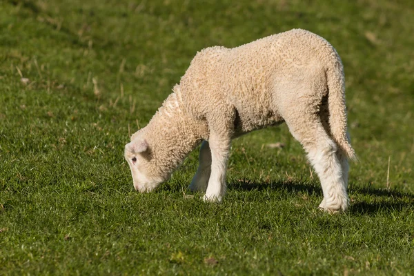 Isoliertes Lamm weidet auf frischem Met — Stockfoto