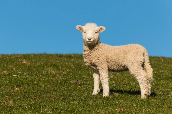 Kíváncsi bárány ellen, blue sky — Stock Fotó