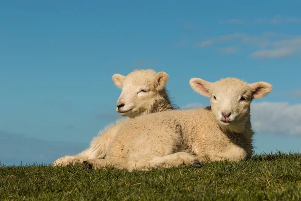 Two basking lambs — Stock Photo, Image