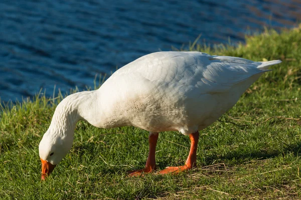 Grazende witte ganzen — Stockfoto