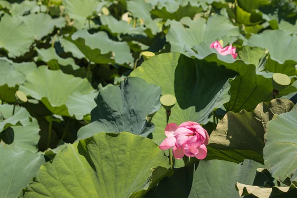 Flores y hojas sagradas de loto — Foto de Stock