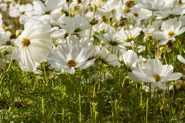 White cosmos flowers — Stock Photo, Image