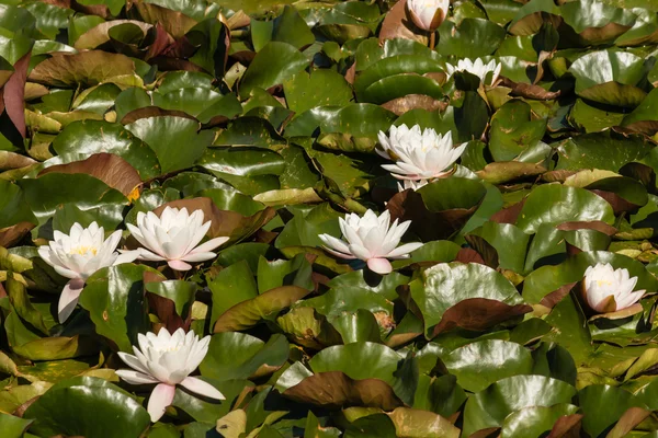 Pola lilii białej wody — Zdjęcie stockowe