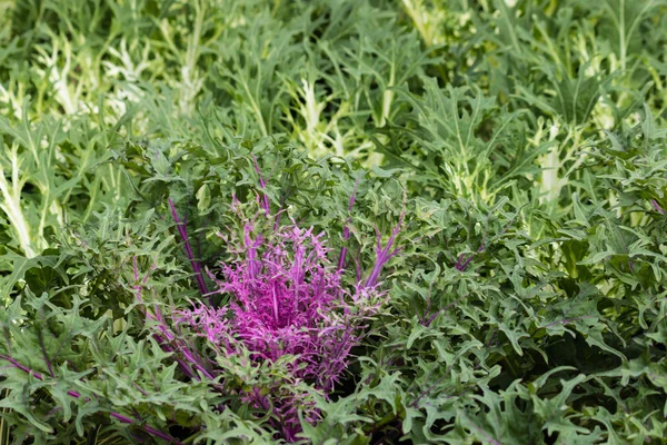 Purple kale rosette