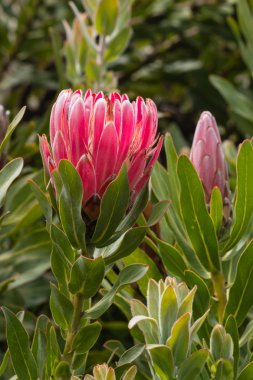 Protea neriifolia çiçek ve bud