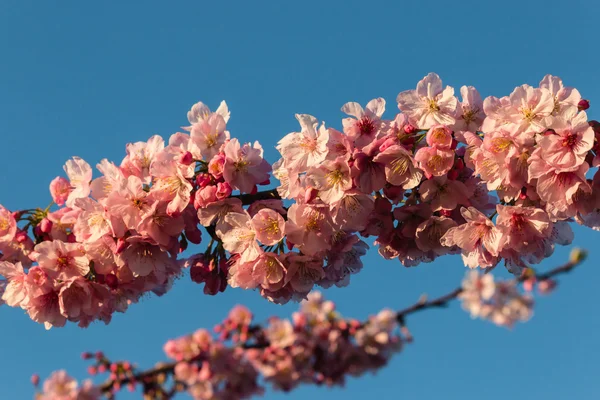 Cherry tree twigs in full bloom — Stock Photo, Image