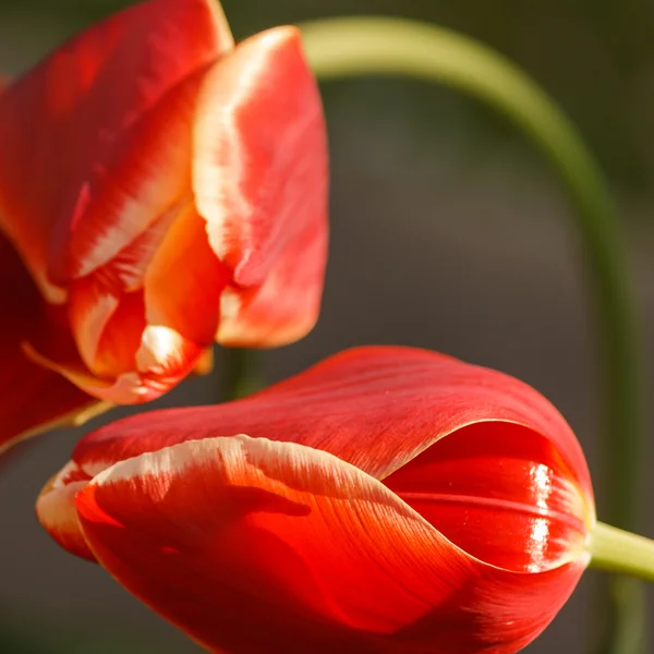 Detail červené tulipány — Stock fotografie