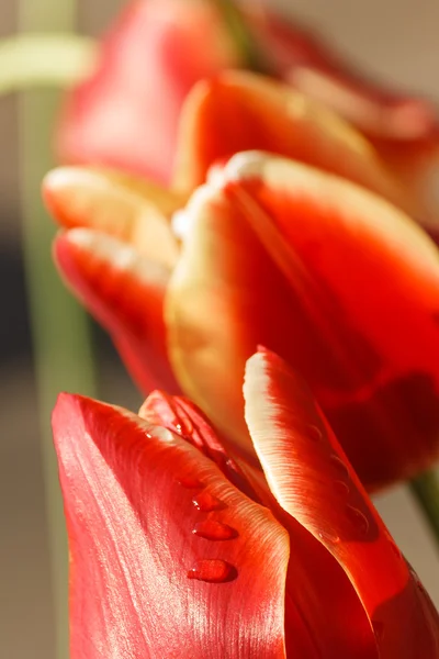 Rode en gele tulpen — Stockfoto