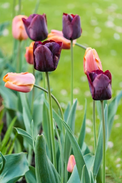 Lila und rosa Tulpen — Stockfoto