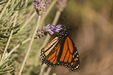 Monarch kelebek lavanta üzerinde