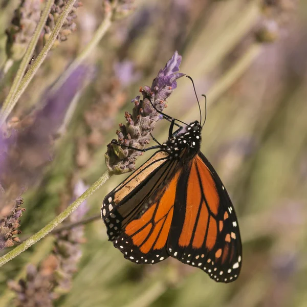 Motýl krmení na levandule nektar — Stock fotografie