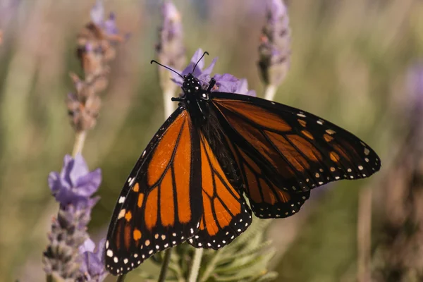 Monarch motýl na květu levandule — Stock fotografie