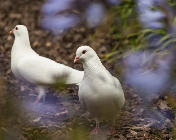 White doves on ground — Stock Photo, Image