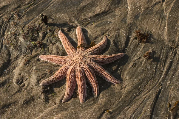 Starfish em areia vulcânica — Fotografia de Stock