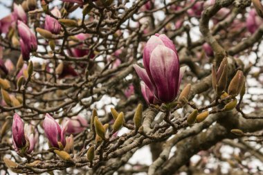 Pembe Manolya çiçek ve tomurcukları