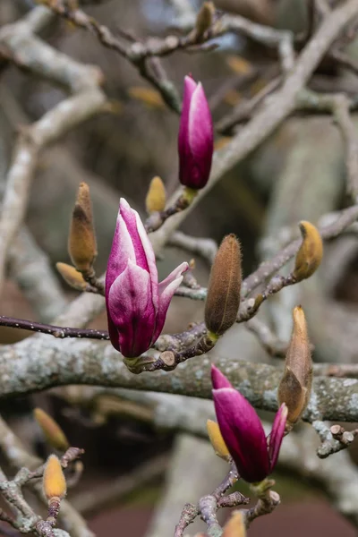 Pąki magnolii wiosną — Zdjęcie stockowe