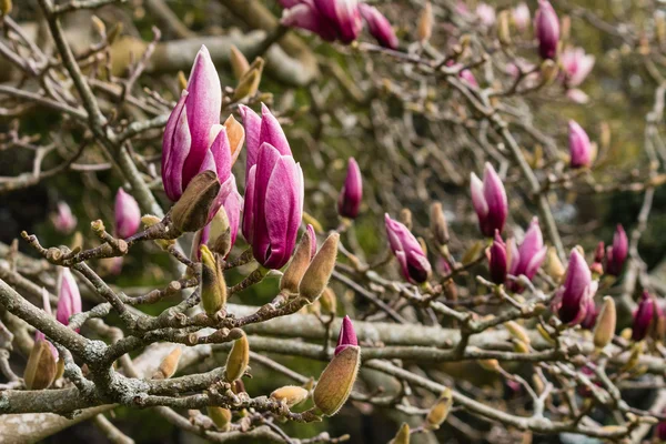 Fioletowy magnolia pąków wczesną wiosną — Zdjęcie stockowe