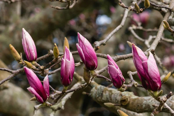 Pąki magnolii wiosną — Zdjęcie stockowe