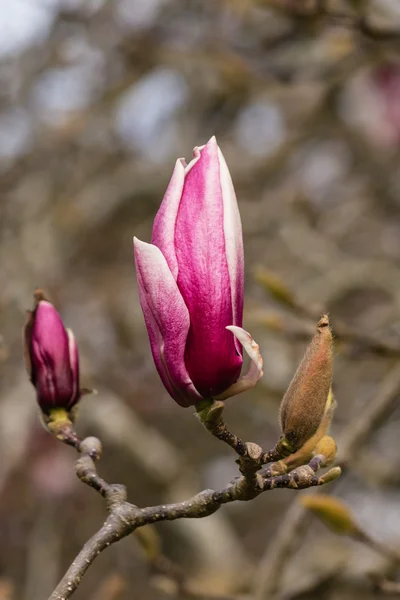 Pąki magnolii wiosną — Zdjęcie stockowe