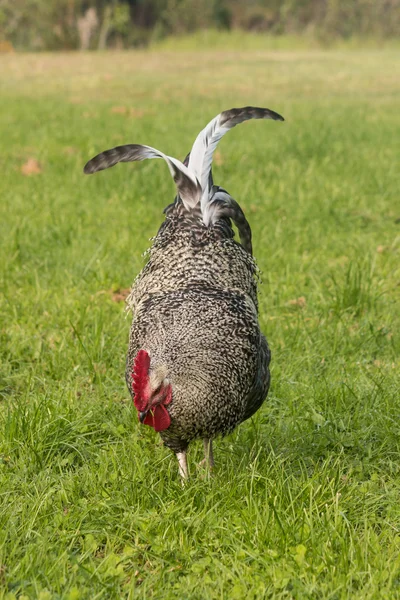 Pecking rooster — Stock Photo, Image