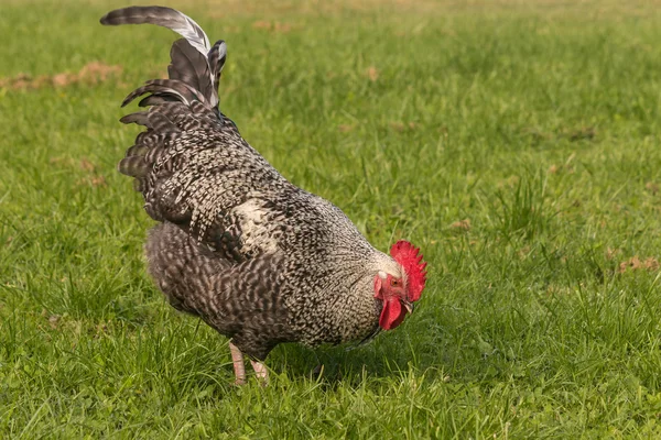 Domestic rooster searching for food — Stock Photo, Image