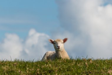Yeşil çayır meraklı kuzu