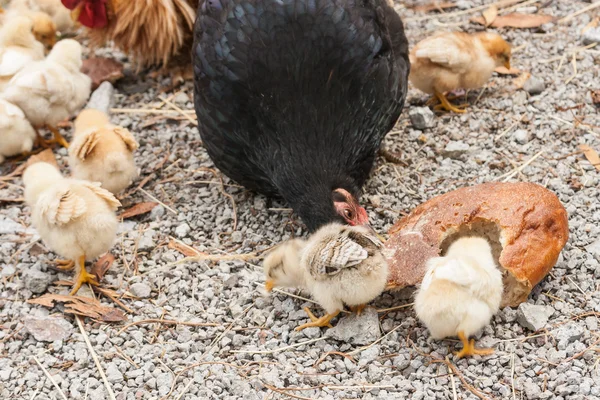 Hen with chicks pecking — Stock Photo, Image