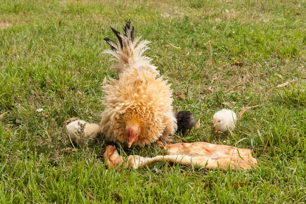 Pecking hen with little chicks — Stock Photo, Image