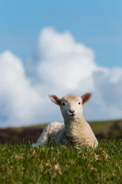Elszigetelt bébi bárány ellen, blue sky — Stock Fotó