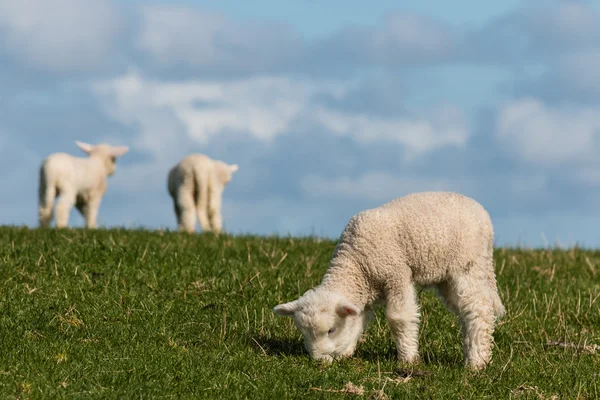 Kis bárányok réten legelésző — Stock Fotó