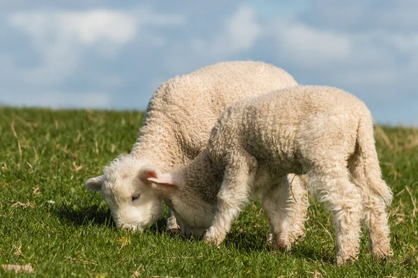 Legeltetés újszülött bárányok — Stock Fotó