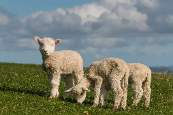 Niedliche Lämmer weiden auf frischem Gras — Stockfoto