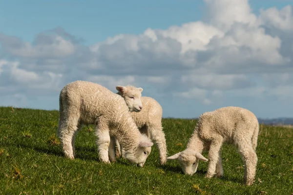 Trois agneaux broutant sur la prairie printanière — Photo
