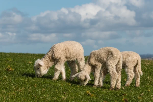 Három újszülött bárányok legeltetés — Stock Fotó