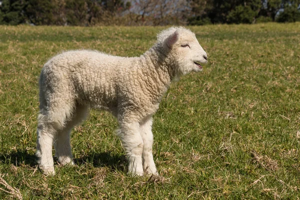 Kleines Lamm blökt — Stockfoto