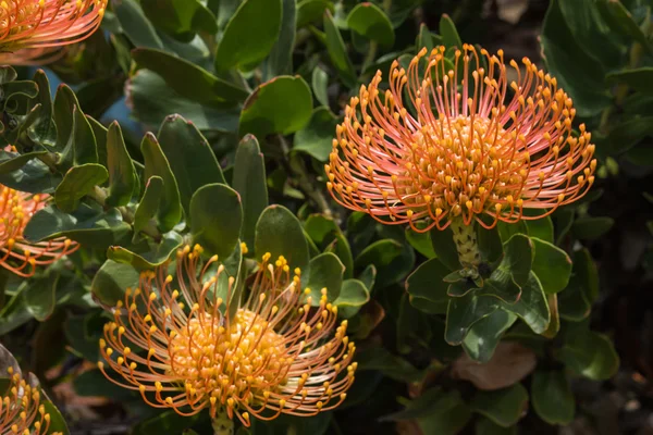 Tűpárna protea virágok részlete — Stock Fotó