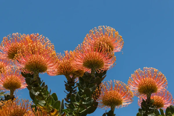 Oranžové květy protea proti modré obloze — Stock fotografie