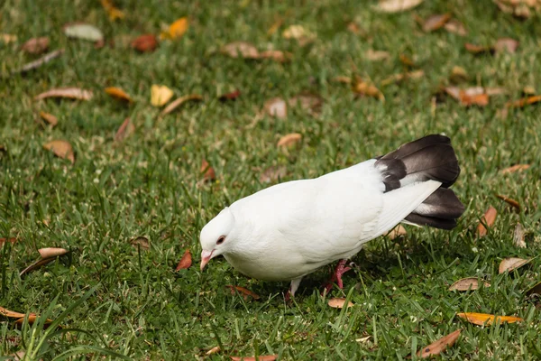 Pickende weiße Taube — Stockfoto