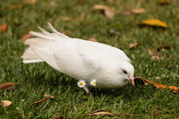 White dove on green lawn — Stock Photo, Image