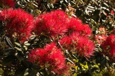 Çiçek açan Pohutukawa ağaç
