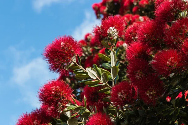 Detail Pohutukawa strom květiny — Stock fotografie