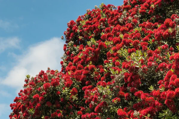 Pohutukawa ağaç çiçek