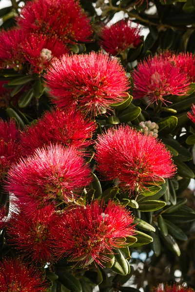 Részlet a Pohutukawa virágok — Stock Fotó